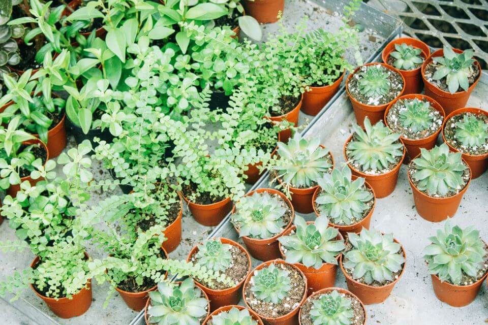plants plants