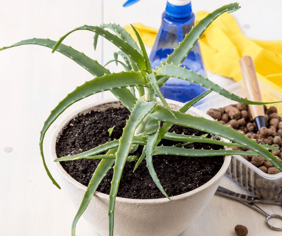 Keeping Plants Alive During a Big Move Keeping Plants Alive During a Big Move