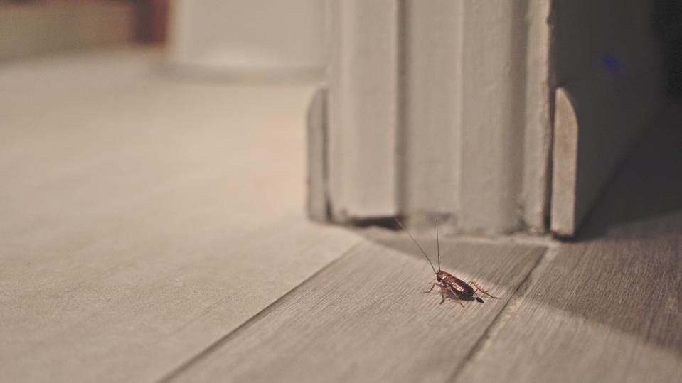 Home Maintenance and Pest Control Checklist Before Moving